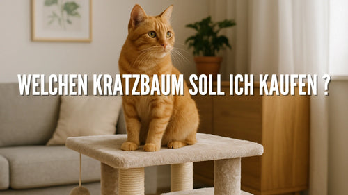 Welchen Kratzbaum soll ich kaufen ?