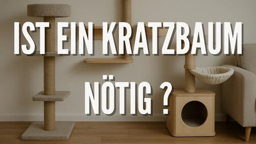 Ist ein Kratzbaum nötig ?