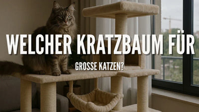 Welcher Kratzbaum für große Katzen?