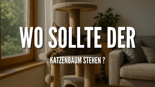 Wo sollte der Katzenbaum stehen ?